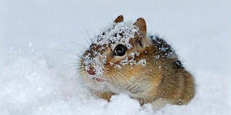Winter Warriors: How Wildlife Survives Winter Webinar primary image