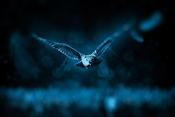Owl Evenings image
