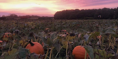Wednesday 21st October, Pumpkin Picking at East Grange primary image