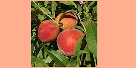 Deciduous Fruit as an Alternative to Citrus - Virtual Presentation primary image