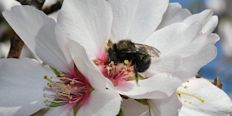 Webinar - How to keep orchard mason bees and use them for crop pollination primary image