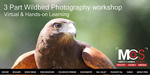 3pt Birds of Prey Photography Workshop with HawkQuest  - Virtual CO
