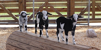 Imagen principal de GOAT YOGA at Alaska Farms Orlando