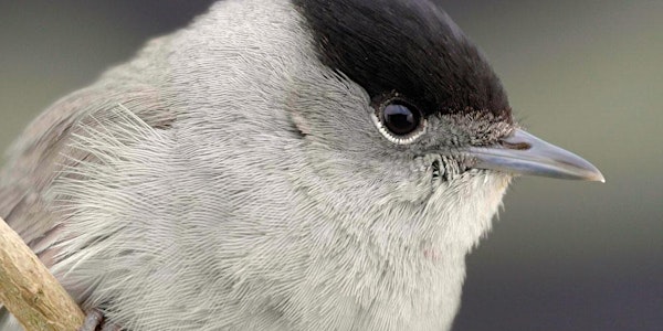 Projection « La fauvette noire » et visite ornithologique