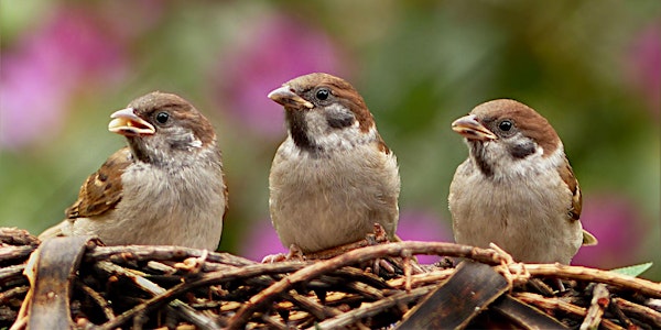 Creating a Legal Organisation for your Community Group