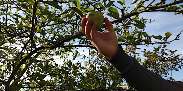 Apple Harvest in Mill Hill (London) - 7th October