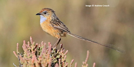Emu-wren talk at Watchalunga Nature Reserve & Finniss Catchment Group AGM primary image