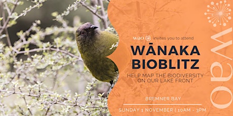 Wānaka Bioblitz - Help Map the Biodiversity on our Lake Front primary image
