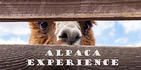 Primaire afbeelding van Alpaca Wandeling