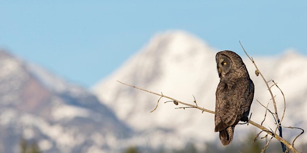 "Great Gray Owl: A Visual Natural History" with Author Paul Bannick