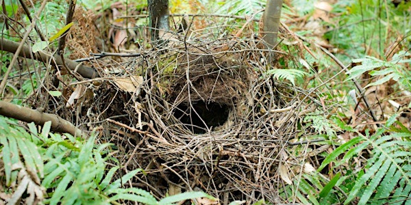 Lane Cove Bush Kids - Nests in Nature