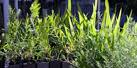 Native Plant Propagation Workshop primary image