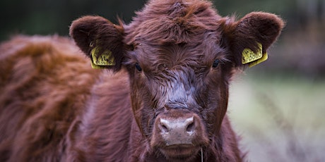 Nuffield Farming Mini Conference: "Systems" (1/5) primary image