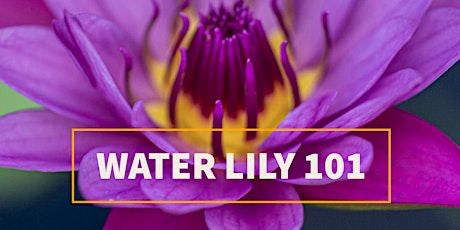 Water Lily 101 Class