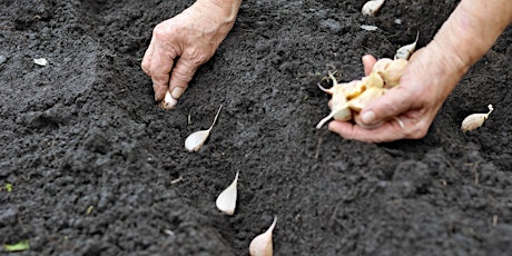 Fall Garlic Planting Demonstration primary image