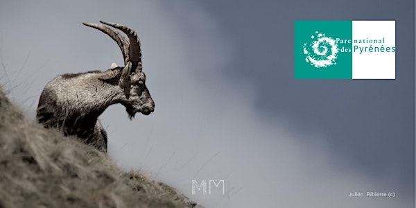 À la découverte du bouquetin des Pyrénées