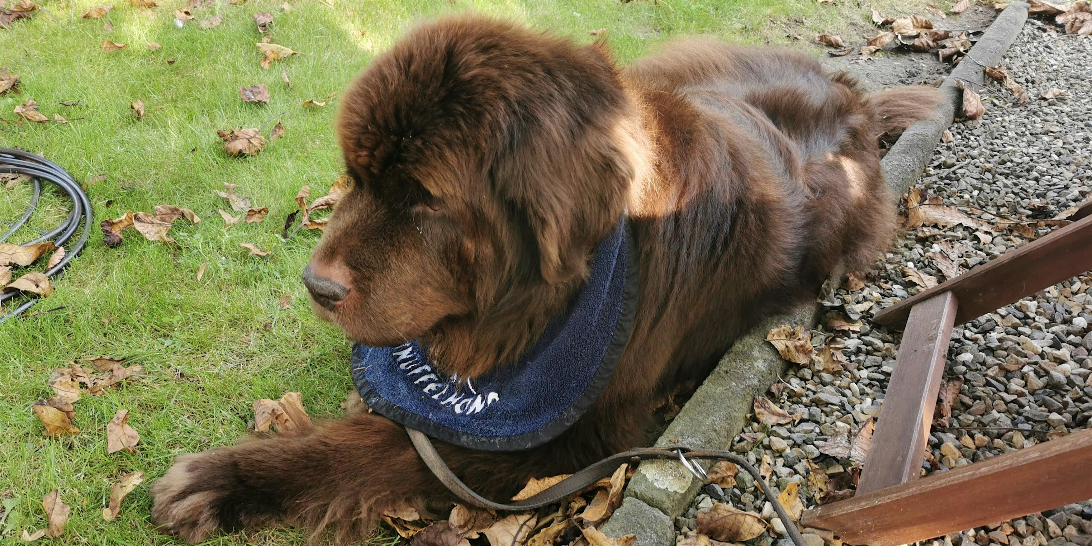 Wandelen met knuffelhond Wandelen met knuffelhond