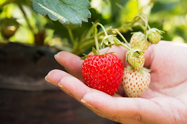 Growing Strawberries Virtual Class & Plant Sale