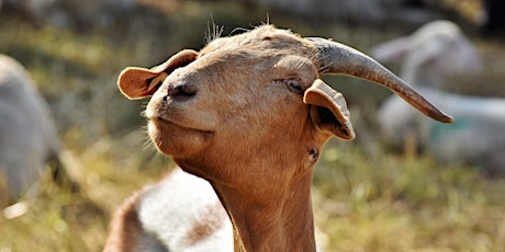 Goat Yoga primary image