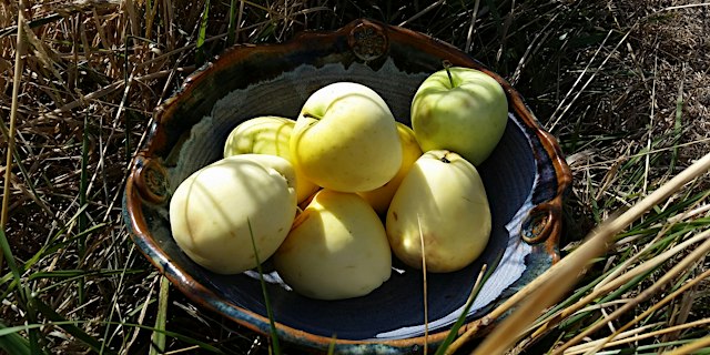 Family Friendly Cider Pressing primary image