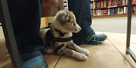 Training Class - Puppy Leash Skills & Manners