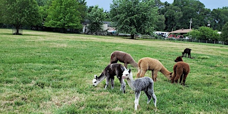 Alpaca Yoga  Farm Experience!  Up close and personal with alpacas! primary image
