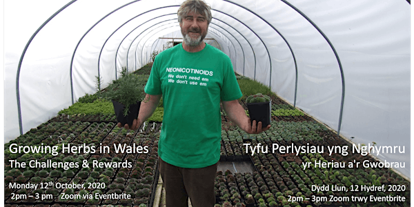 Tyfu Perlysiau yng Nghymru - Growing Herbs in Wales