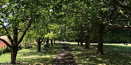 Forest Therapy Walk primary image