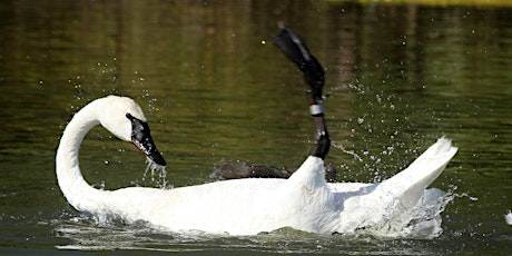 Yoga for Conservation: Trumpeter Swans primary image