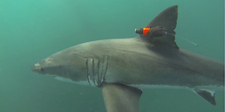 Image principale de Sharks are Friends, Not Food: Learn the Truth About these Majestic Creature