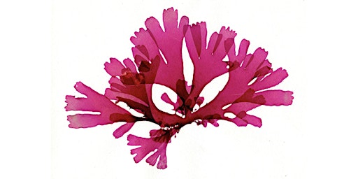 Image principale de Seaweed Pressing Workshop at OPEN CAST