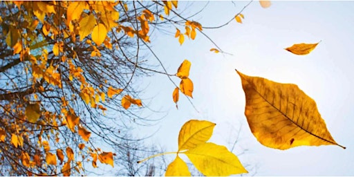 Café parents: Feuilles qui tombent, liens qui se tissent primary image