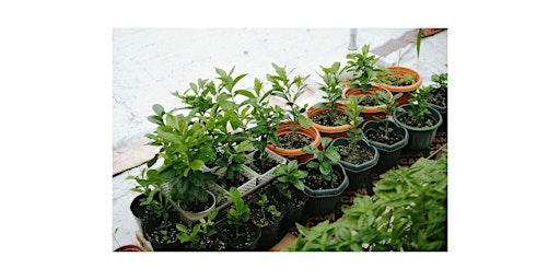 Image principale de Winter gardening indoors