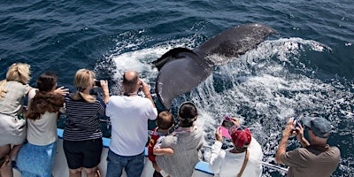 Summer Whale Watching & Dolphin Cruises-$25 Specia
