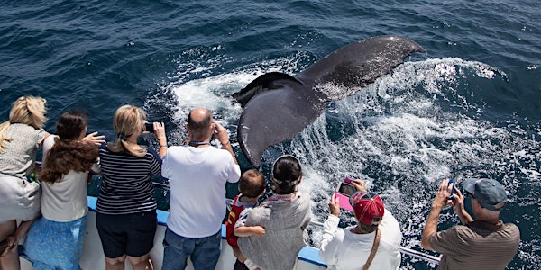 Summer Whale Watching & Dolphin Cruises-$25 Special