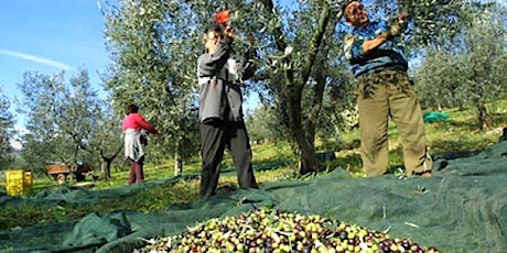 Immagine principale di Olive Harvest, Olive Oil Tasting and Lunch in the  