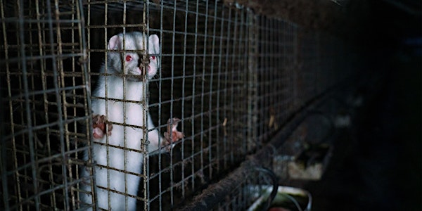 Fur Farming in Europe:  Addressing Animal Welfare & Public Health Concerns
