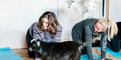 Primaire afbeelding van Goat Yoga