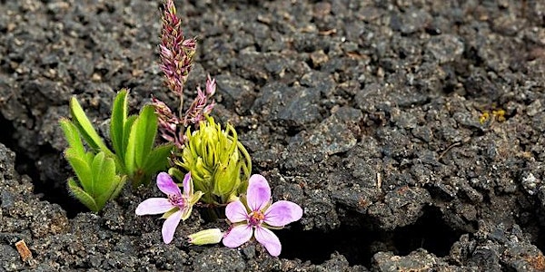 Mindfulness and Emotional Resilience