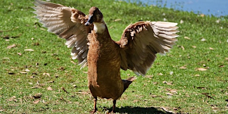 Photographing Wild Birds primary image