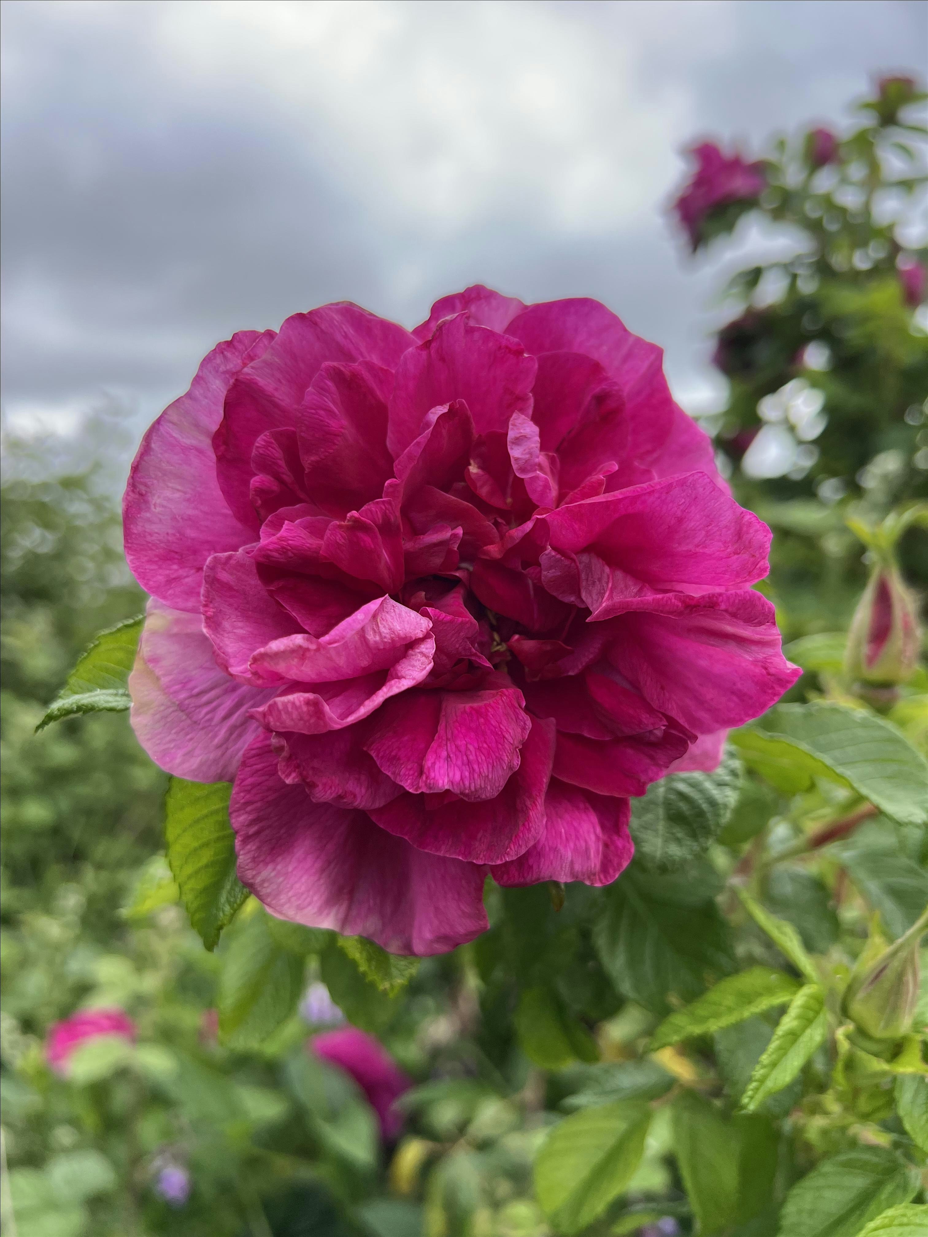 Wild Food Wisdom Midsummer Fruits & Flowers Workshop