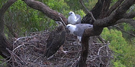 Imagen principal de Behind the camera in the eagle's nest with Judy Harrington, Birdlife NSW