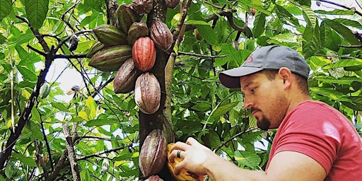 Kona Cacao Orchard Tour - 90 minutes