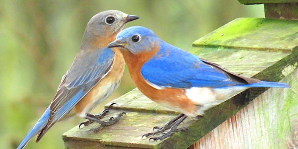 Become a Bluebird Watcher – UF/IFAS Wildlife Education Series  (Virtual)