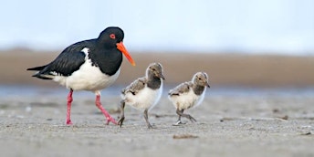 Image principale de Bush, Brunch and Birds - Seniors Festival