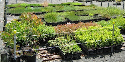 Imagen principal de Sutherland Shire Community Nursery Tour - Seniors Festival