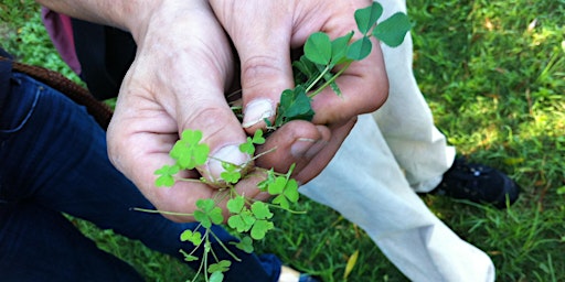 Image principale de Edible Weeds Workshop - Seniors Festival