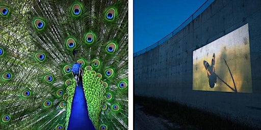 'Ay Mariposa' + 'Biomimicry' Virtual Recording  primärbild