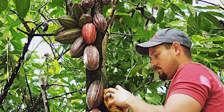 Kona Cacao Orchard Tour - 60 mins primary image