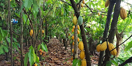 Hilo Cacao Orchard Farm Tour - 60 minute tour primary image